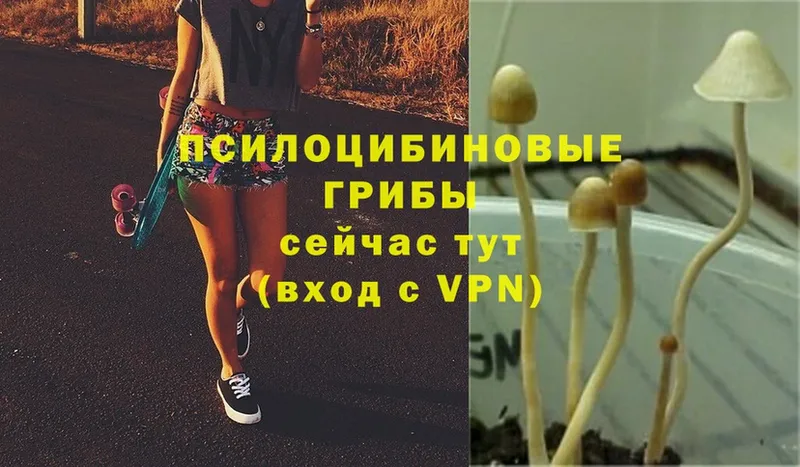 закладки  Реутов  MEGA ссылки  Галлюциногенные грибы Psilocybe 